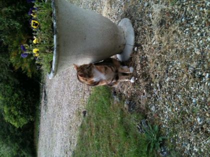 Chipie qui, elle aussi, prends la pose ! 