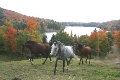 Plaisirs d'automne