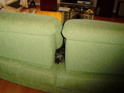monn chien... dans la crak du divan  XD  