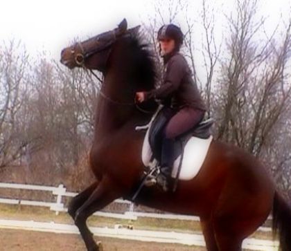 photo par Shana haha , mini levade : )