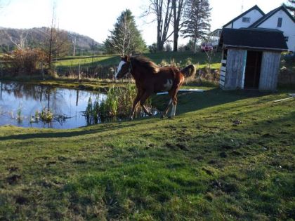 Tango 15 mois au galop!