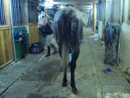 photo par Cloon Les belles fesses a mon cheval (L)