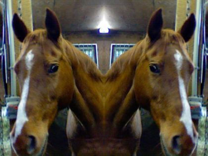 Ma jument clonée (Photo Booth) ! :)