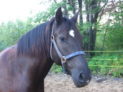 Koster, un cheval pris en demi-pension...