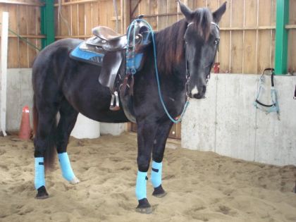 Un cheval noir avec un ensemble bleu