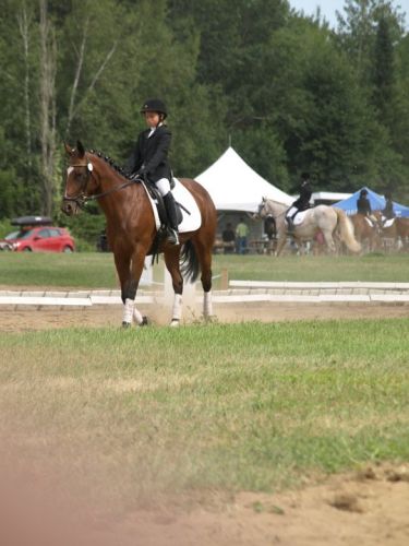jolie cheval a la comp&eacute; de cette &eacute;t&eacute;