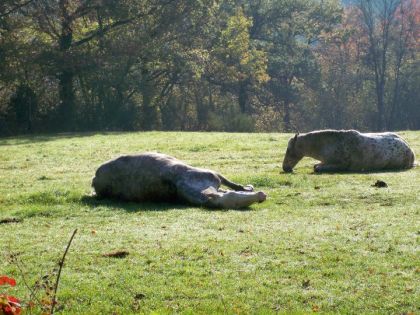 un joli cheval dans le matin.