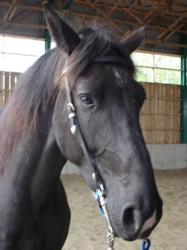La tête d'un cheval