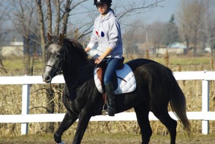 Saphira, belle pouliche de 3ans et demi HolsteinerX