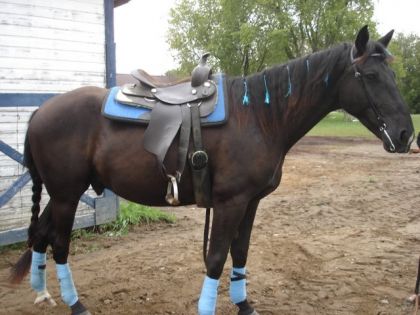 Cgheval avec kit bleu