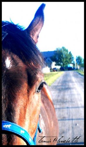 Photo Concepte de ma Pouliche