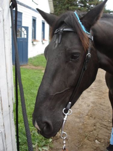 Cheval noir