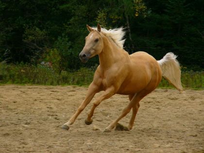 Bonny , ma belle palomino !!!