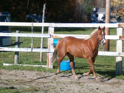 Cayen au trot