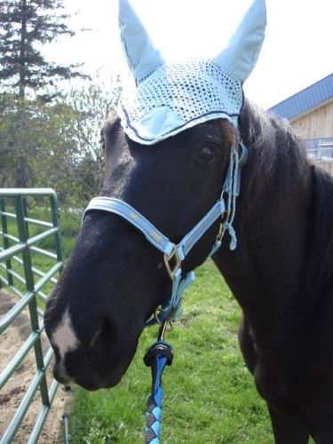 Cheval avec bonnet