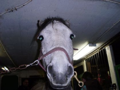 face de pet   XD   