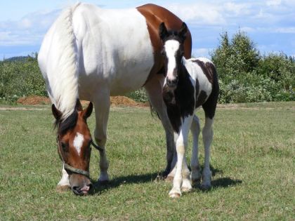 Dakota et sa pouliche DG C&eacute;leste Angel