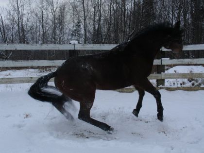 Premier bain de neige de l'hiver, ca pressait de s'relever! 