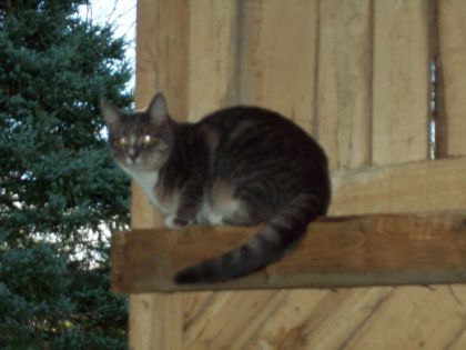 Mon chat dans l'abrit