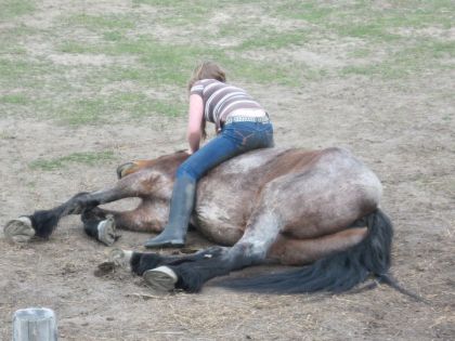 Moi et Pattof, clydesdale/Canadien de 17 mains
