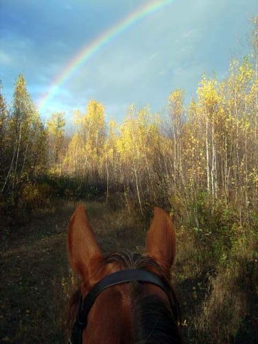 Ma jument qui regarde le bel arc-en-ciel! ;)