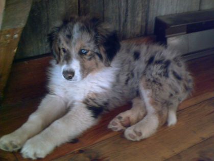 Un des chiot que j'ai vendu ce printemps. Je l'avait nommé Robin...