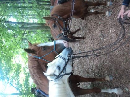 gros calin colectif