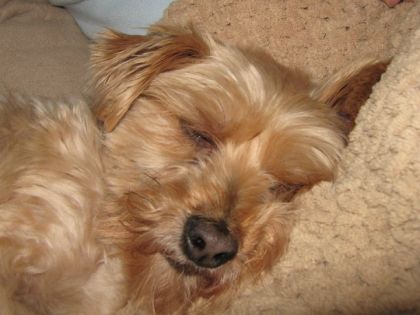 Mon chien :)
