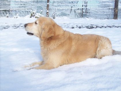mon toutou dans la neige