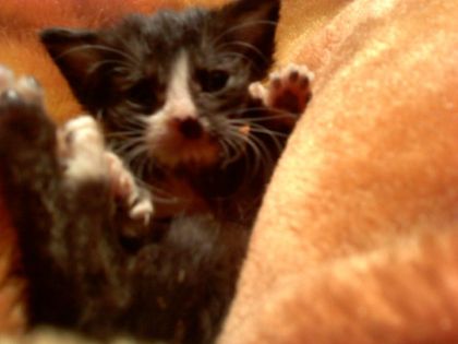 Un BB minou que j'ai sauvé à 2 jours. Nourri au biberon .. Si...