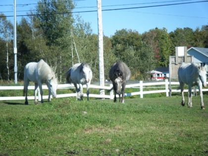 nos poney dans le champ 