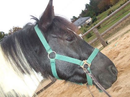 photo par VaVa92 Bétina, ma petite louloute d'amooure !