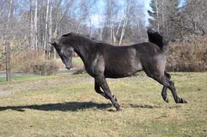 Nenon...Mon cheval est JAMAIS sur ses épaules. Voyons donc, pas...
