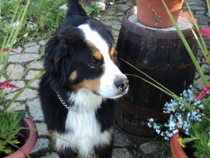 mon chien balou