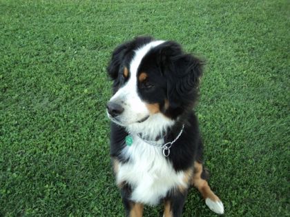 mon chien balou 