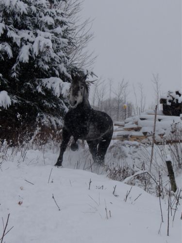 Le beau Balou