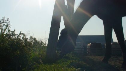 Sunny 