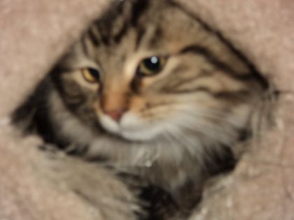 mon petit chat toffu dans sa petite cabane !