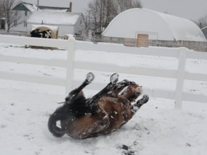Roulade dans la neige :) C'est plus propre que dans la boue...