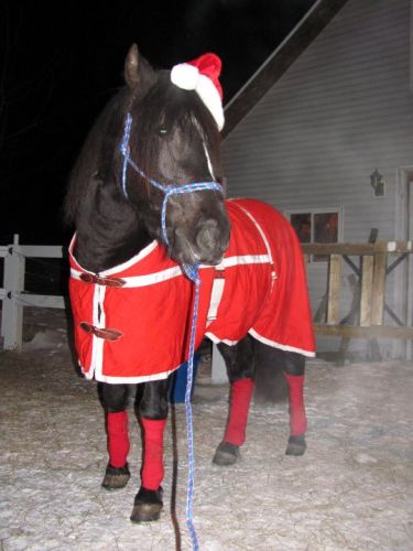 Mon Jack de Noel!
