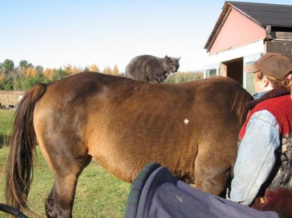 et non, ce n'est pas le chat botté!!!
