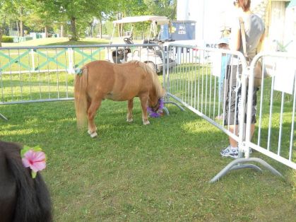 Les beau tit poney miniatures! lol :)