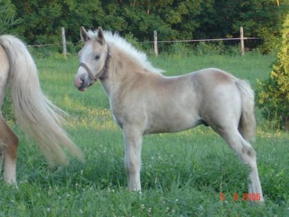 petit poulain de trois mois haflinger