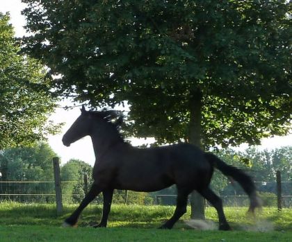 I love my horse ... The Frison <3 