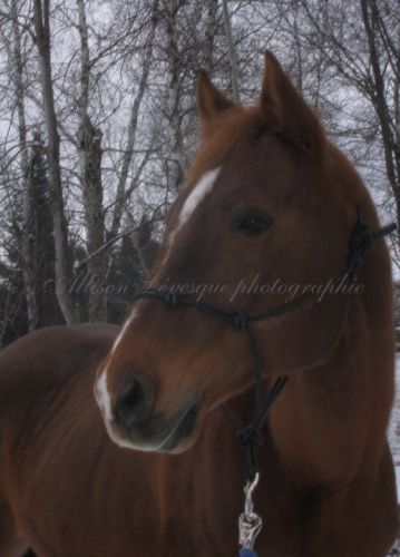 Mon cheval que j`aime plus que tout :)