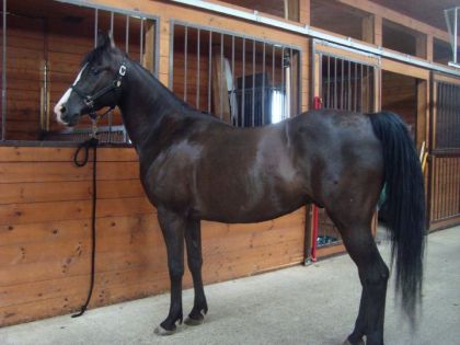 mon cheval qui a l'air tromatisé haha