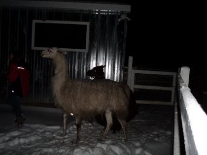 coco (alpaga) et tintin (lama) au ranch Caleta. :)