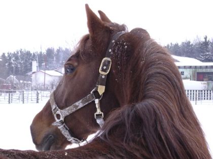 kama qui espionne les autres chevaux