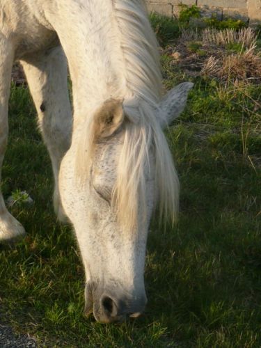 miam miam l herbe a l exterieur du pré est toujours meilleur!