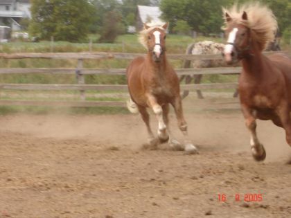 Deux chevaux au galop